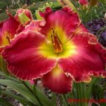 Annual Daylily Show and Plant Sale