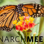 Monarch Meetup in Ponca City