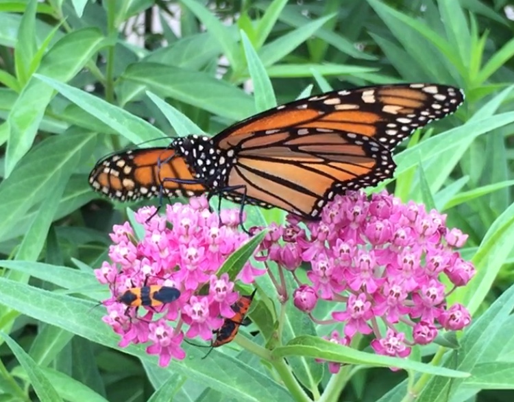 Wildflowers for Monarchs