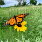 DECEMBER 2020 - Monarch Butterfly Warranted but Precluded for Endangered Species Act Listing