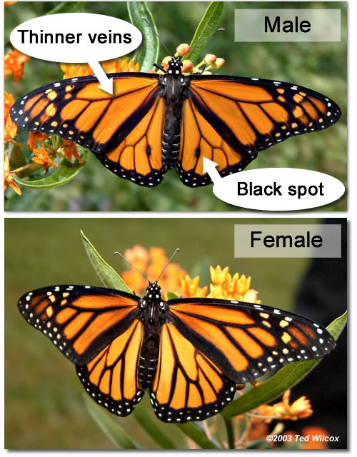 male versus female monarch