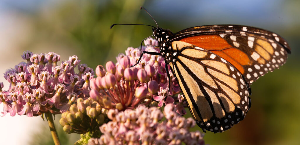 A monarch pulls nectar from swamp milkweed early on an August 2023 morning in south Tulsa County. Photo by Kelly J Bostian / KJBOutdoors