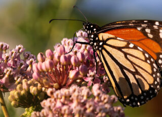 A monarch pulls nectar from swamp milkweed early on an August 2023 morning in south Tulsa County. Photo by Kelly J Bostian / KJBOutdoors