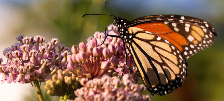 A monarch pulls nectar from swamp milkweed early on an August 2023 morning in south Tulsa County. Photo by Kelly J Bostian / KJBOutdoors