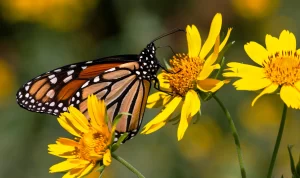 A monarch butterfly on golden crownbeard daisy in south Tulsa County. Kelly J Bostian / KJBOutdoors