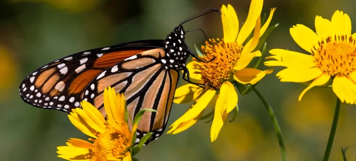 A monarch butterfly on golden crownbeard daisy in south Tulsa County. Kelly J Bostian / KJBOutdoors