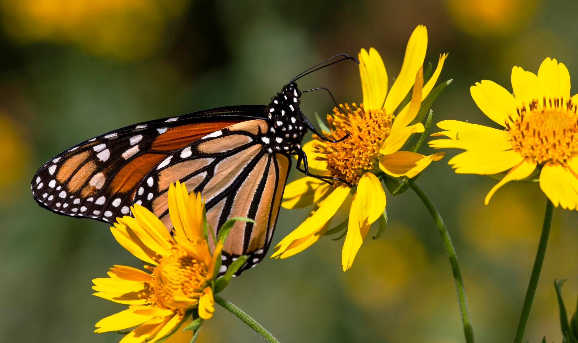 A monarch butterfly on golden crownbeard daisy in south Tulsa County. Kelly J Bostian / KJBOutdoors