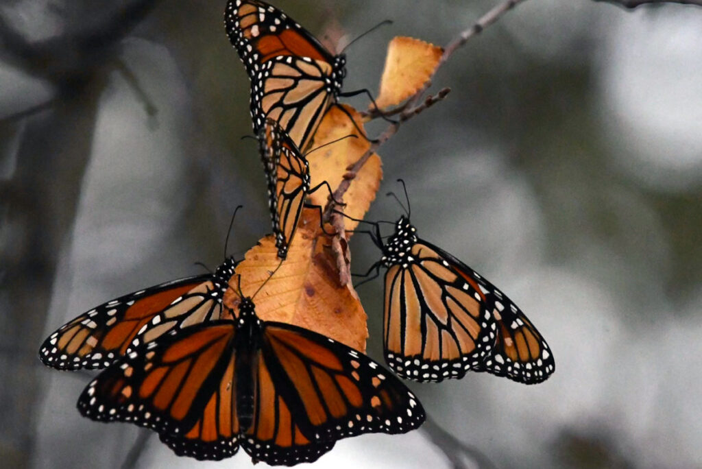 Monarchs roosting in Norman, OK. Photo by Amanda Fitzgerald.