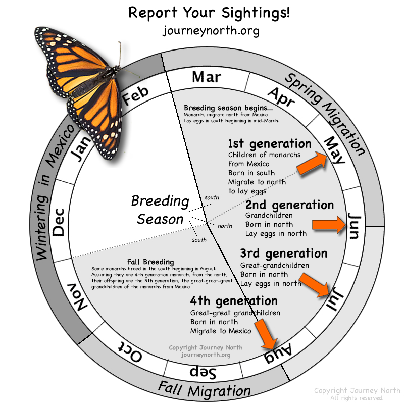 Monarch generations and timeline. Courtesy of Journey North.