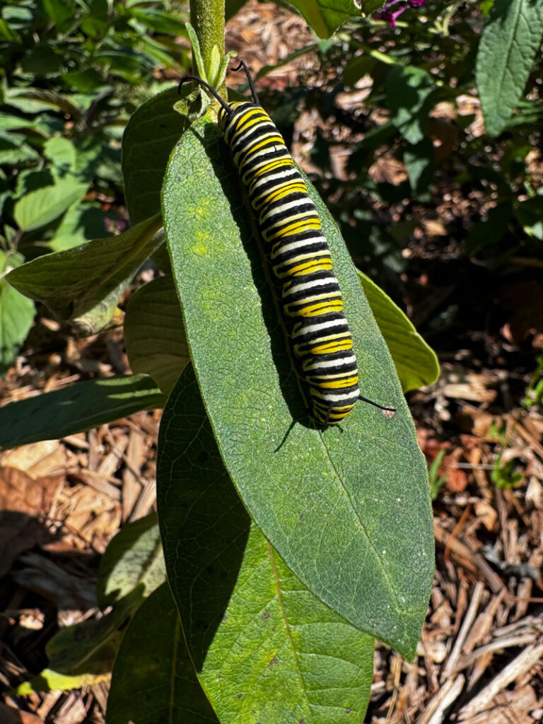 Wewoka Sorghum Festival Embraces Monarchs