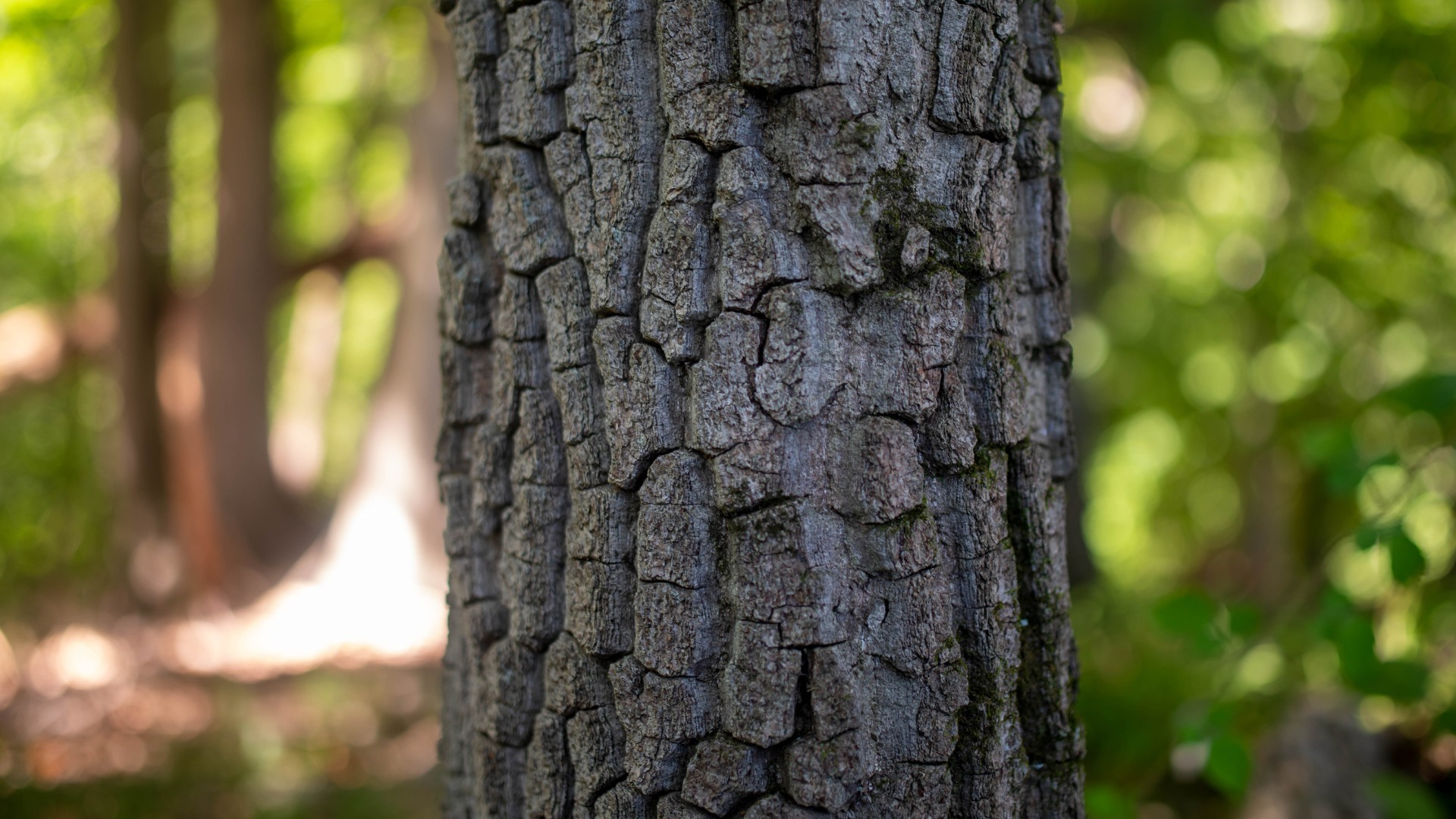 The Great Tree Drop-Ins