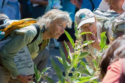 Monarch Larvae Monitoring Project Training - Southern Region