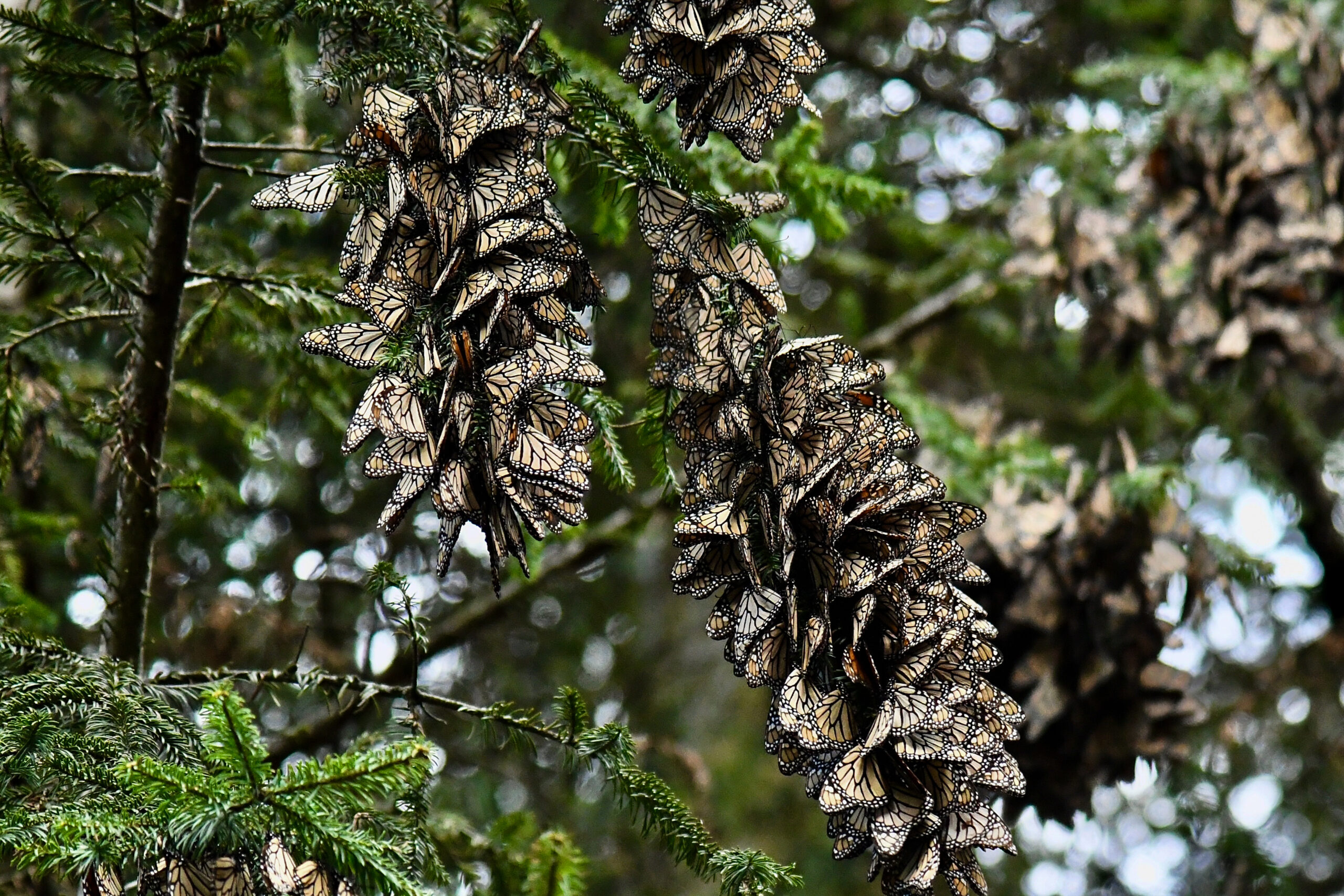 Butterflies roosting at the Monarch Butterfly Biosphere Reserve.