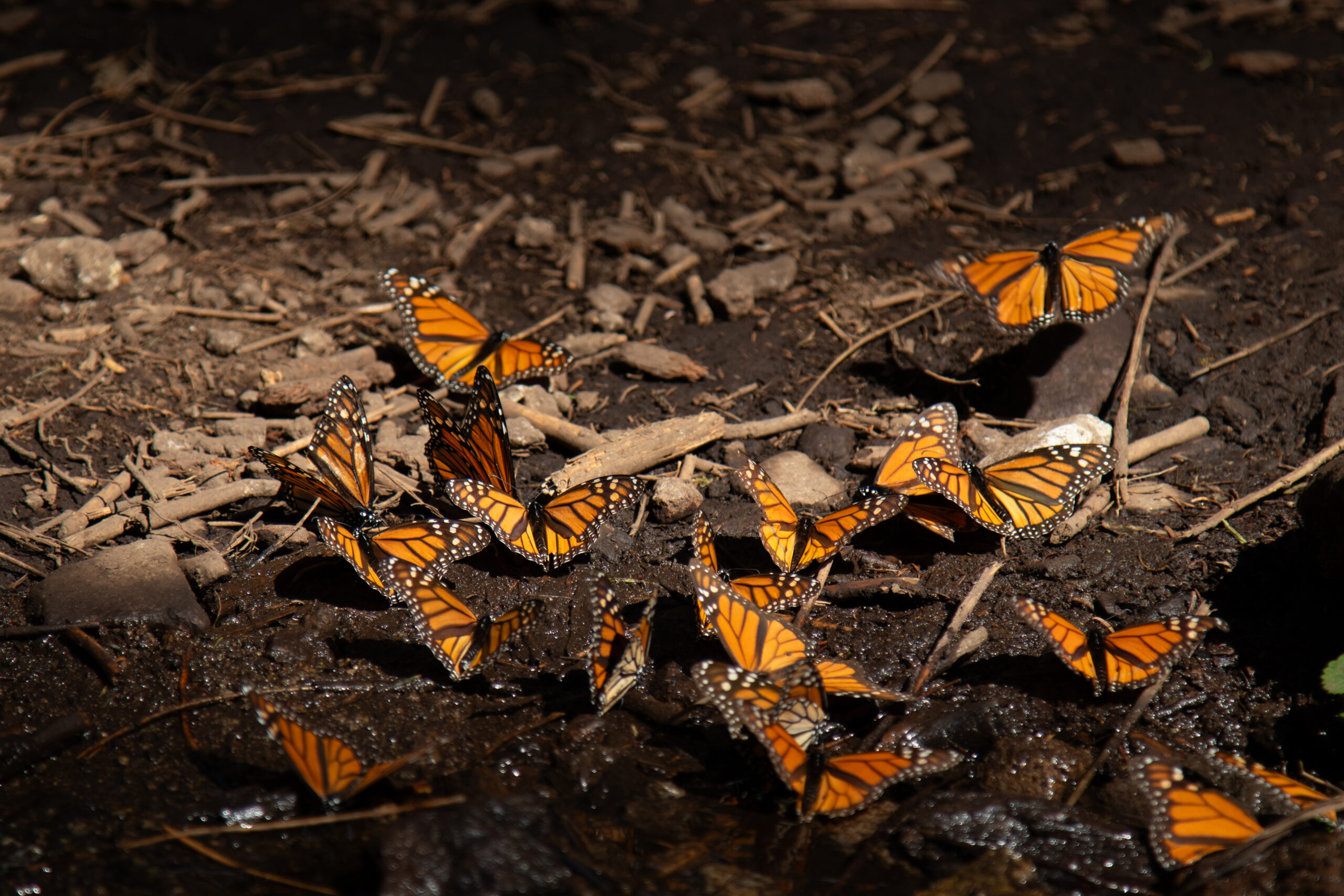 Monarchs puddling at El Rosario Monarch Butterfly Biosphere Reserve