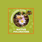 Homeschool Day: Native Pollinators