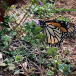 First Migrating Monarch Butterfly of 2025 Arrived to Oklahoma from Mexico