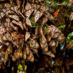 Eastern Monarch Population Doubles in 2024