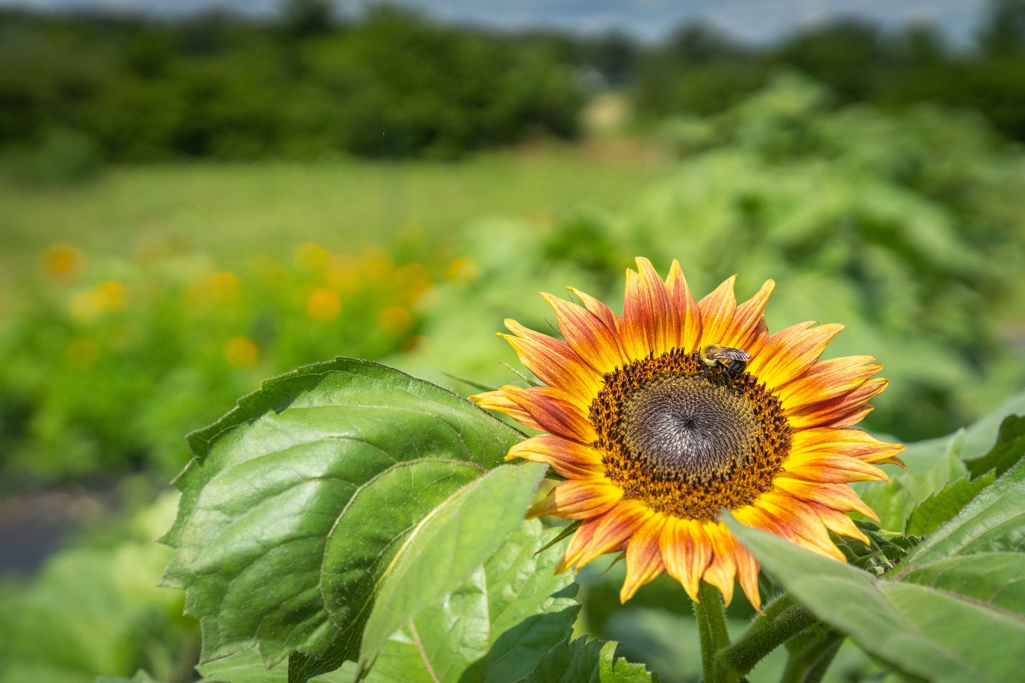 A Bee Lands on a Sunflower. © Brandon O'Connor / NRCS