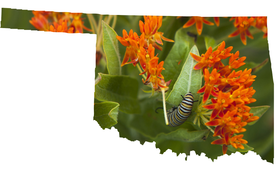 Oklahoma State and milkweed with cat