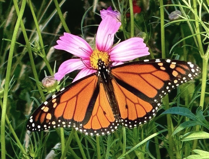 Monarch on Cosmos at Pugh Gardens.