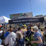 Northwest OK event promises monarch, milkweed infusion