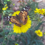 Butterfly at Sun Buckle Farm.