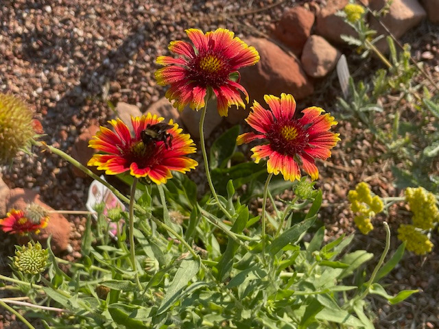 Wildflowers at Sun Buckle Farm.