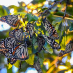 The Fall Monarch Migration has officially reached Oklahoma!