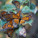 Kaleidoscopes of Monarchs Delight Oklahomans  During Fall Migration!