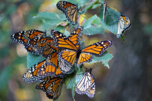 Monarch-Roost_Carrie-Oehlerich