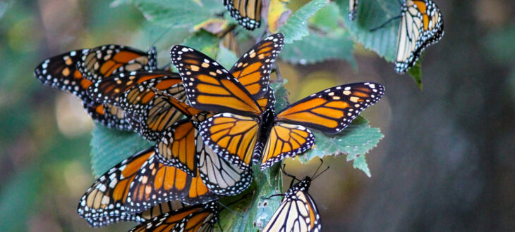 Monarch-Roost_Carrie-Oehlerich