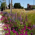 Oklahoma Monarch Society Partners With City of Norman to Protect Pollinators