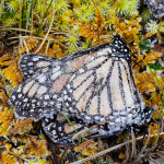 Surviving the Freeze: Eastern Monarchs in Their Fragile Mountain Sanctuary