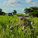 Oklahoma’s Roadside Wildflowers Power Conservation, Agriculture, and Tourism