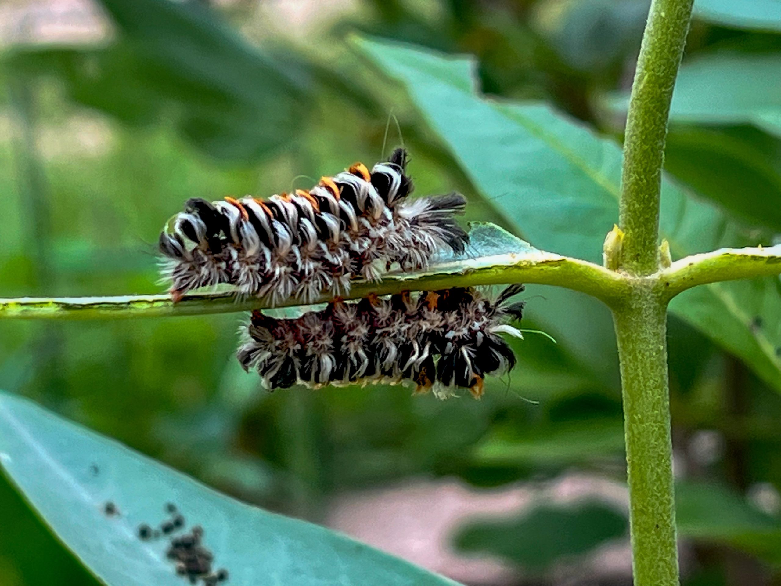 Tussock moths feed on milkweed. @ Katie Hawk / OMS