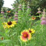 Wildflower Workshop (with focus on monarchs and pollinators)